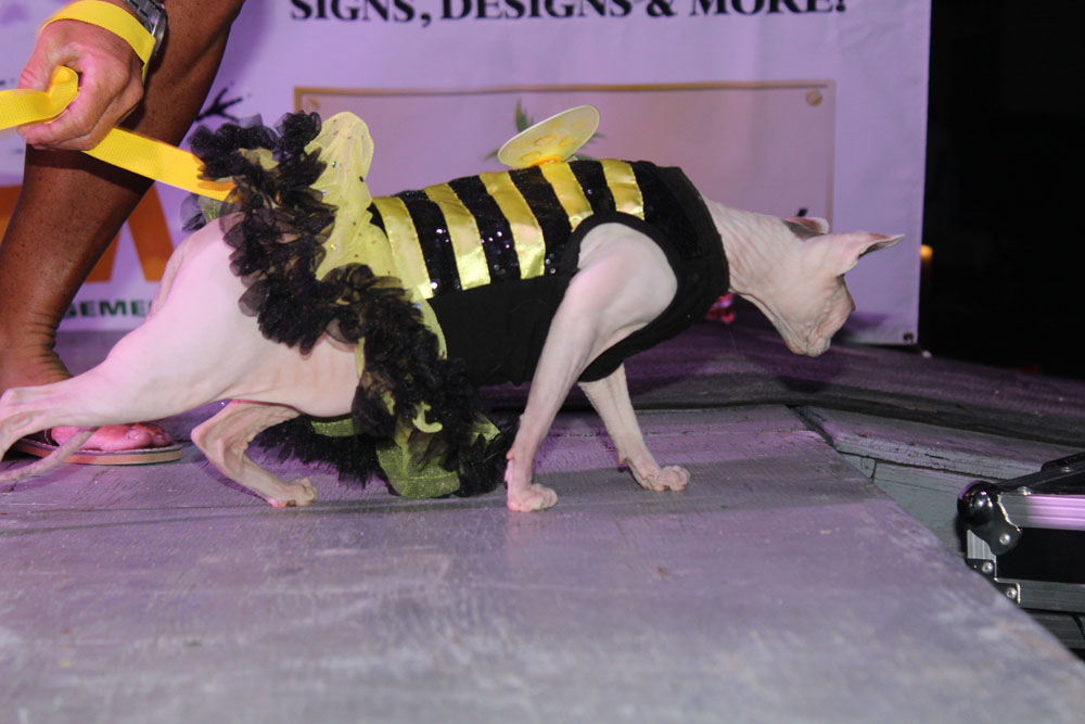 Pet Masquerade 2017 photo - Duval Street, Key West